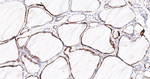 ERp72 Antibody in Immunohistochemistry (Paraffin) (IHC (P))