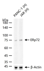 ERp72 Antibody in Western Blot (WB)