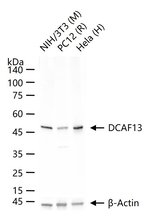 WDSOF1 Recombinant Rabbit Monoclonal Antibody (2C8)