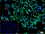 BCLAF1 Recombinant Rabbit Monoclonal Antibody (10C6)