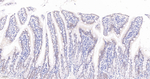 BCLAF1 Antibody in Immunohistochemistry (Paraffin) (IHC (P))
