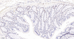 BCLAF1 Antibody in Immunohistochemistry (Paraffin) (IHC (P))