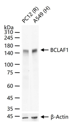 BCLAF1 Antibody in Western Blot (WB)