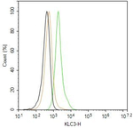 KLC3 Antibody in Flow Cytometry (Flow)