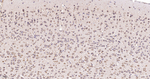 KLC3 Antibody in Immunohistochemistry (Paraffin) (IHC (P))