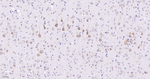 KLC3 Antibody in Immunohistochemistry (Paraffin) (IHC (P))