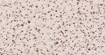 KLC3 Antibody in Immunohistochemistry (Paraffin) (IHC (P))