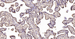 KLC3 Antibody in Immunohistochemistry (Paraffin) (IHC (P))
