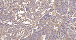 KLC3 Antibody in Immunohistochemistry (Paraffin) (IHC (P))
