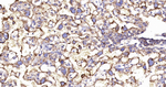 KLC3 Antibody in Immunohistochemistry (Paraffin) (IHC (P))