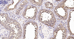 KLC3 Antibody in Immunohistochemistry (Paraffin) (IHC (P))