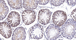 KLC3 Antibody in Immunohistochemistry (Paraffin) (IHC (P))