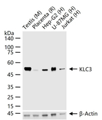 KLC3 Antibody in Western Blot (WB)