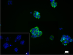 LIN28A Recombinant Rabbit Monoclonal Antibody (12H8)