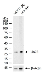 LIN28A Antibody in Western Blot (WB)