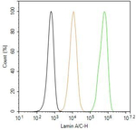 Lamin A/C Antibody in Flow Cytometry (Flow)
