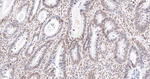 Lamin A/C Antibody in Immunohistochemistry (Paraffin) (IHC (P))