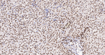 Lamin A/C Antibody in Immunohistochemistry (Paraffin) (IHC (P))