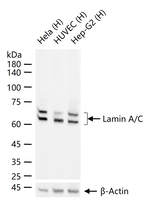 Lamin A/C Antibody in Western Blot (WB)