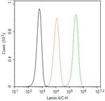 Lamin A/C Antibody in Flow Cytometry (Flow)