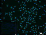 Lamin A/C Recombinant Rabbit Monoclonal Antibody (6B10)