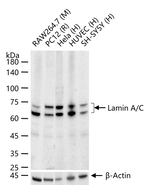 Lamin A/C Antibody in Western Blot (WB)