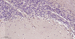 LRRK2 Antibody in Immunohistochemistry (Paraffin) (IHC (P))