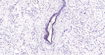 Lactoferrin Antibody in Immunohistochemistry (Paraffin) (IHC (P))