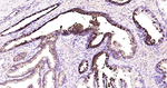 Lactoferrin Recombinant Rabbit Monoclonal Antibody (19C8)