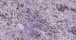 Lactoferrin Antibody in Immunohistochemistry (Paraffin) (IHC (P))