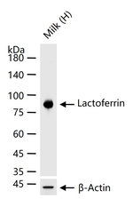 Lactoferrin Antibody in Western Blot (WB)