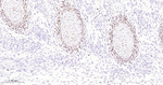 c-MAF Antibody in Immunohistochemistry (Paraffin) (IHC (P))