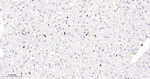 c-MAF Antibody in Immunohistochemistry (Paraffin) (IHC (P))