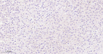 c-MAF Antibody in Immunohistochemistry (Paraffin) (IHC (P))