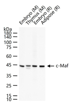 c-MAF Recombinant Rabbit Monoclonal Antibody (12D4)