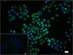 LC3A Antibody in Immunocytochemistry (ICC/IF)