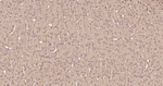 LC3A Antibody in Immunohistochemistry (Paraffin) (IHC (P))