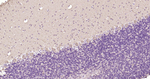 LC3A Antibody in Immunohistochemistry (Paraffin) (IHC (P))
