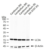 LC3A Antibody in Western Blot (WB)