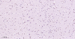 Phospho-MEK1 (Thr292) Recombinant Rabbit Monoclonal Antibody (11E2)