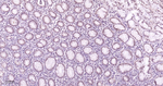 Phospho-MEK1 (Thr292) Antibody in Immunohistochemistry (Paraffin) (IHC (P))