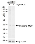 Phospho-MEK1 (Thr292) Antibody in Western Blot (WB)