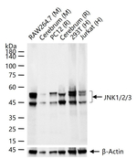 JNK1/JNK2/JNK3 Recombinant Rabbit Monoclonal Antibody (18G11)