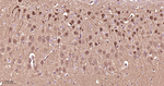 JNK1/JNK3 Antibody in Immunohistochemistry (Paraffin) (IHC (P))