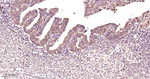 JNK1/JNK3 Antibody in Immunohistochemistry (Paraffin) (IHC (P))