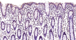 JNK1/JNK3 Recombinant Rabbit Monoclonal Antibody (10C3)
