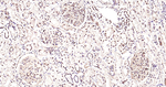 JNK1/JNK3 Antibody in Immunohistochemistry (Paraffin) (IHC (P))