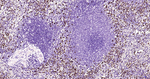 JNK1/JNK3 Antibody in Immunohistochemistry (Paraffin) (IHC (P))