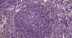 JNK1/JNK3 Antibody in Immunohistochemistry (Paraffin) (IHC (P))