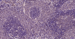 JNK1/JNK3 Antibody in Immunohistochemistry (Paraffin) (IHC (P))